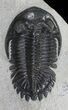 Hollardops Trilobite Fossil #66903-3